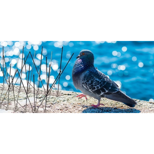 Dissuasore Anti Piccioni Spuntoni Uccelli Balconi Cornicioni - Bricolfer